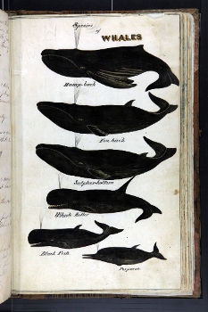 period illustration of six types of whale