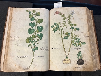 open book with illustrations of plants