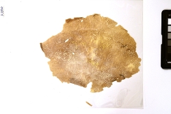 piece of yellowish dried whale skin